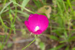 Woodland poppymallow